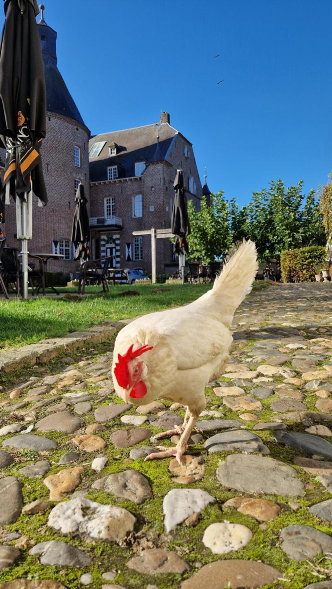 Bed and Breakfast Kasteel Aldenghoor à Haelen Extérieur photo
